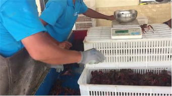 品蝦師年入30萬(wàn) 選擇望海水產(chǎn)小龍蝦批發(fā)省錢(qián)省心